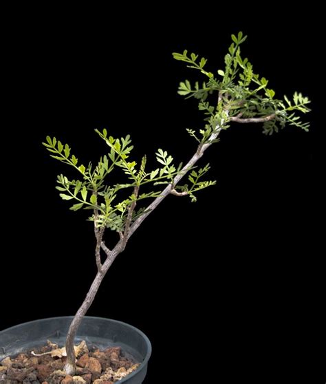 Bursera microphylla