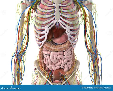 The abdominal organs stock illustration. Illustration of abdominal - 169371565