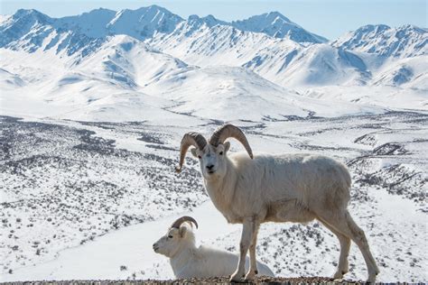 Dall Sheep | (NPS Photo/Lian Law) | Denali National Park and Preserve ...