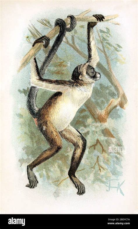 Brown Spider Monkey, Endangered Species Stock Photo - Alamy