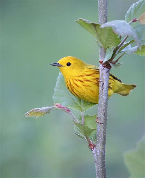 Yellow Warbler | Audubon Field Guide