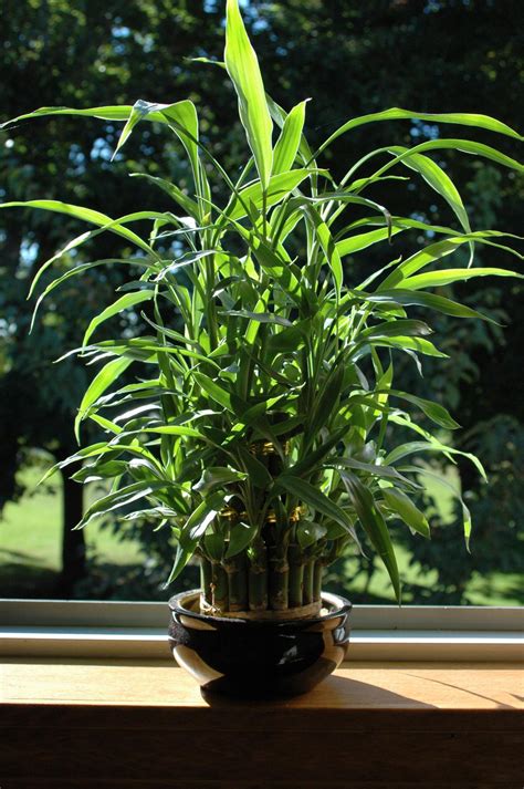 Treat Them Right: Know How to Care for Indoor Bamboo Plants