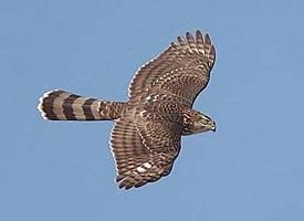 Cooper's Hawk, Sounds, All About Birds - Cornell Lab of Ornithology