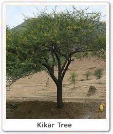 Kikar Tree, Info on Kikar tree, Medicinal Uses of Kikar Tree : Eco India