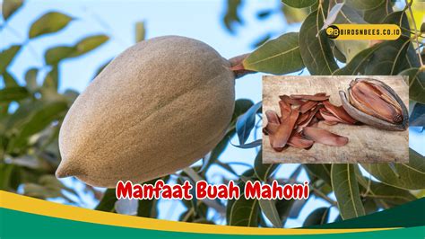 6 Manfaat Buah Mahoni untuk kesehatan, yang paling penting ampuh cegah ...