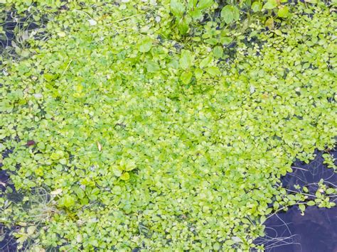 Growing Duckweed – Duckweed In Backyard Ponds And Aquariums | Gardening Know How