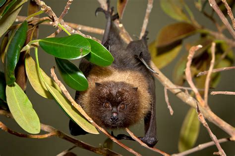 Bat | San Diego Zoo Animals & Plants