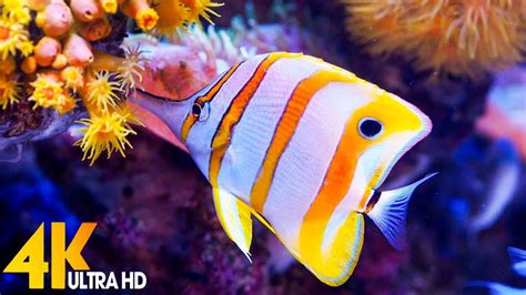 3 HOURS of 4K Underwater Wonders + Relaxing Music - The Best 4K Sea ...