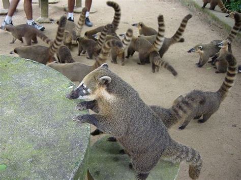 Quatis na Floresta da Tijuca - Racoons in Tijuca Forest - Rio de ...