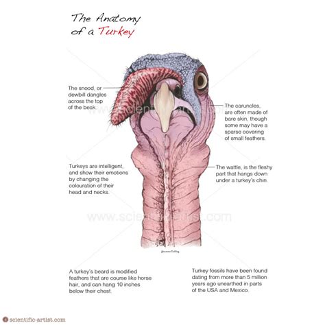 The Anatomy of a Turkey | | Scientific-Artist.com | Scientific Artist ...