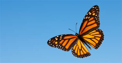 Monarch Butterfly Photo Tour | Photo Expeditions