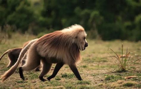 Gelada Baboon Facts | Anatomy, Diet, Habitat, Behavior - Animals Time