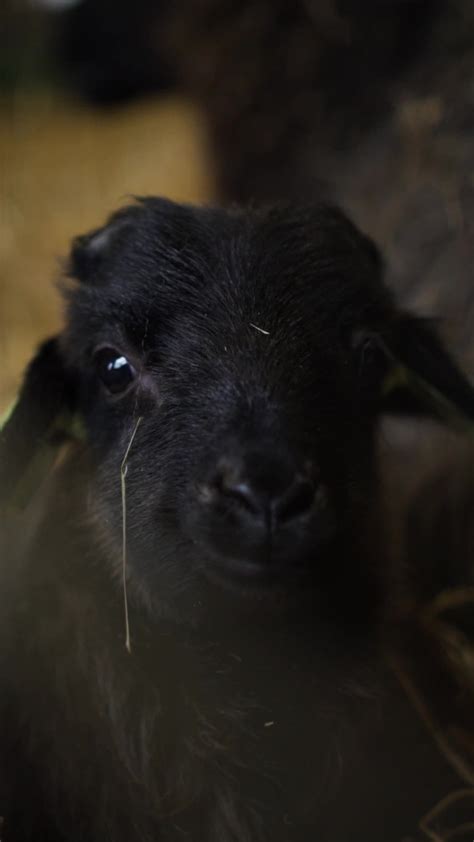 Cute black baby goat looking at the camera 22518705 Stock Video at Vecteezy