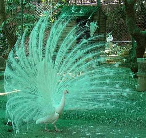 154 best images about Peacocks on Pinterest | Beautiful, Peacocks and Feathers