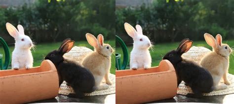 Rabbit Cage Accessories for Happy and Healthy Bunnies