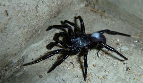 Trapdoor Spiders - Facts, Venom & Habitat Information