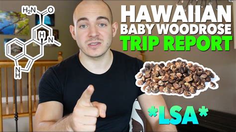 Hawaiian Baby Woodrose Trip Report (LSA) - YouTube