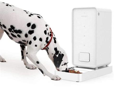 9 Best Automatic Dog Feeders and Waterers for Large Breeds - Hey, Djangles.