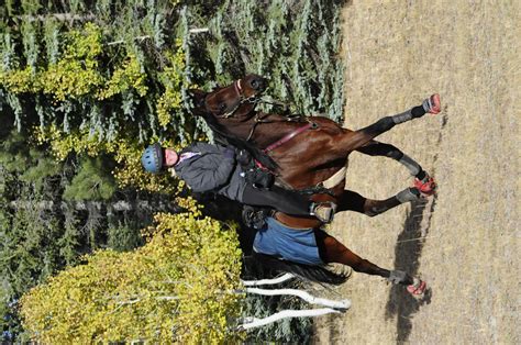 Endurance riding! | Horse training, Horse love, Trail riding