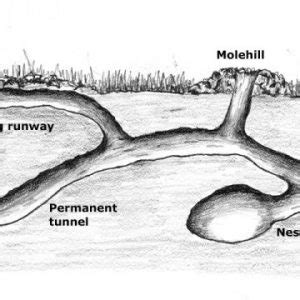 The Tri-state's Best Ground Mole Trapping Professionals.