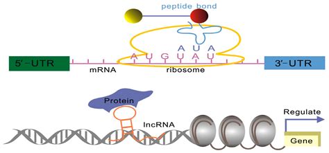 IJMS | Free Full-Text | Understanding the Functions of Long Non-Coding RNAs through Their Higher ...