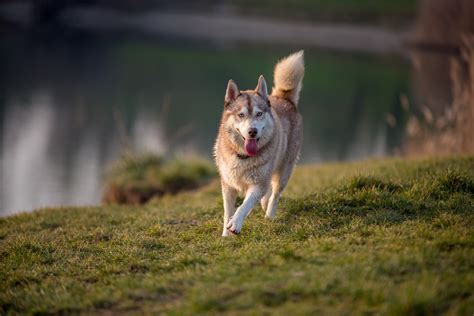 Brown Husky Names - Husky Names