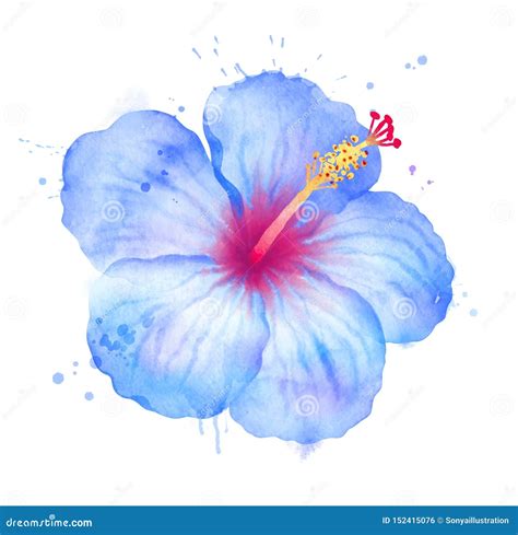 Illustration of Blue Hibiscus Flower Stock Illustration - Illustration ...