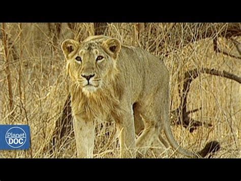 Asiatic Lion vs African Lion - YouTube