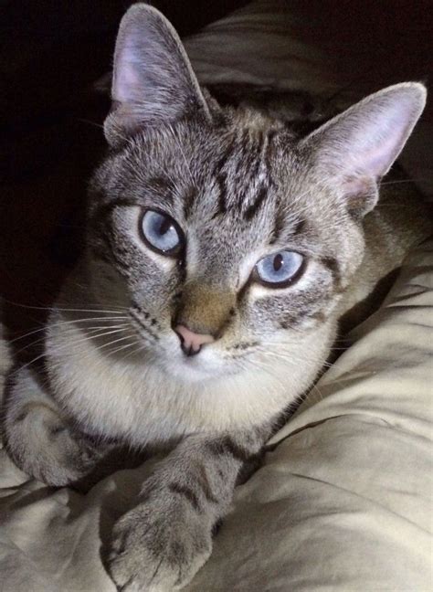 Get Siamese Lynx Cat Mix Photography – See more ideas about pets, cute animals, animals.