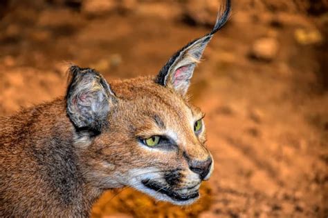 Top 50 Amazing Sahara Desert Animals - Owlcation