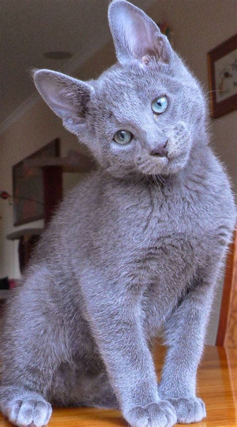 Russian blue | Gatos, Gatinhos fofos e Azul russo