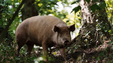 Can You Use Guinea Pig Poop as Fertilizer – Up-Gardening