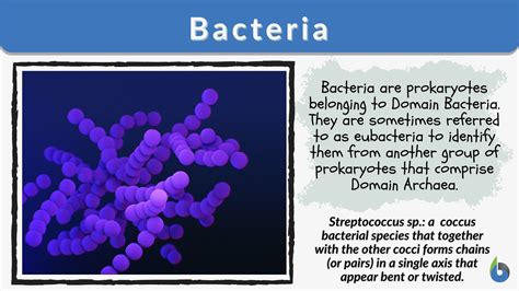 Bacteria - Definition and Examples - Biology Online Dictionary