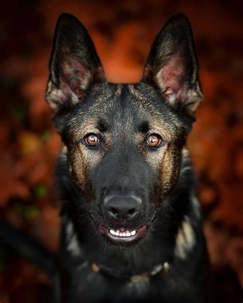 GSD #gsd #photography #dog #germanshepherd #just4gsd | Malinois dog ...