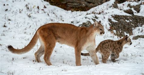 How Dangerous Are Mountain Lions? - IMP WORLD