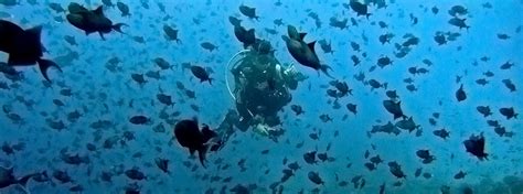 Dive Sodwana Bay : Dive Sites and Diving in Sodwana Bay