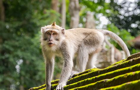 monkeys in Bali - Travel Inspires