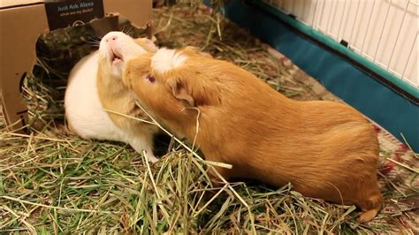 Guinea pig cuddle interrupted by fight over tasty grass - YouTube