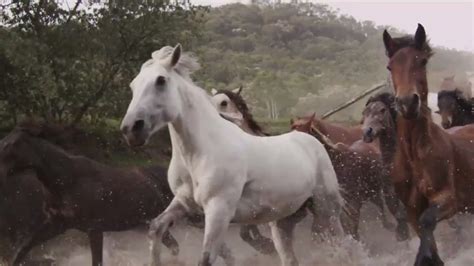 ASMR Horses Galloping Sound Effect #asmr #sounds#nature - YouTube