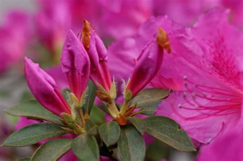 When to Fertilize Azaleas to Get the Best Blooms