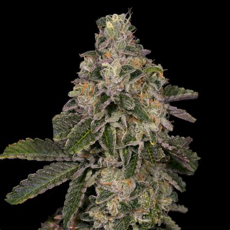 Buy Animal Face Strain Seeds | Premium Cultivars