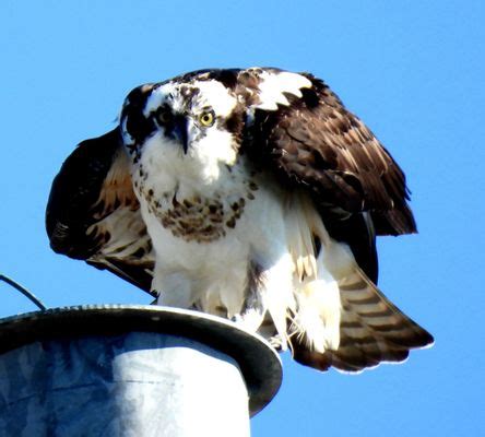 SOUTH PADRE ISLAND BIRDING AND NATURE CENTER - Updated December 2024 ...