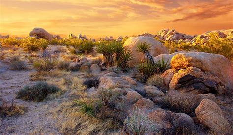 Where Is The Mojave Desert? - WorldAtlas.com