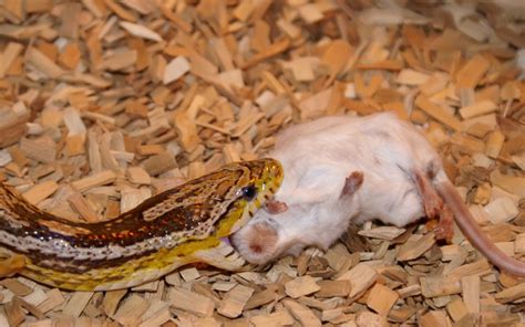 Snakes Spread Plant Seeds Via The Rodents They Eat - Reptiles Magazine