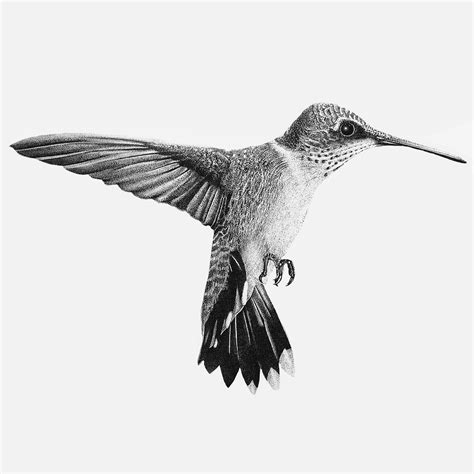 Stunning Dotwork Hummingbird Art