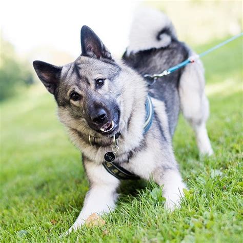 The Dogist on Instagram: “Vali, Norwegian Elkhound (15 m/o), Stensparken, Oslo, Norway ...