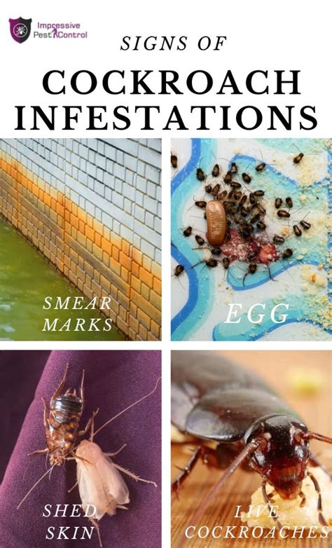 Signs of Cockroach Infestations | Infestations, Cockroaches, How to get rid