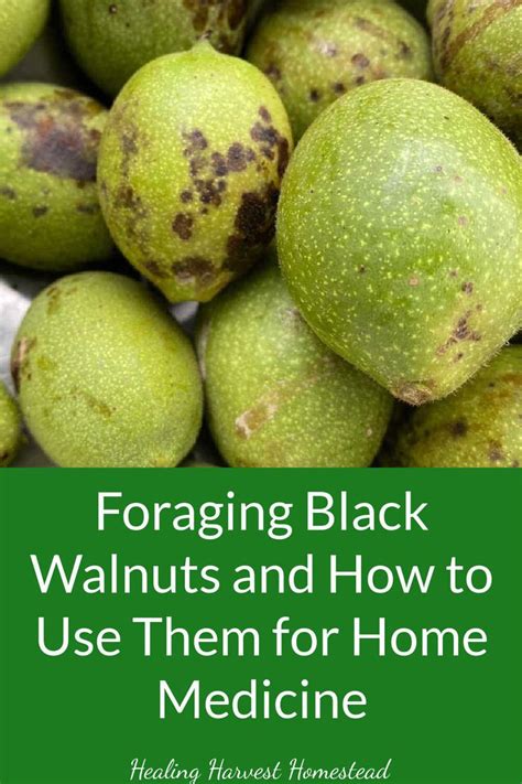 Foraging Black Walnut and Making a Tincture, Infused Oil, and Powder — All Posts Healing Harvest ...