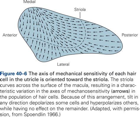 Vestibular System – KINES 200: Introductory Neuroscience