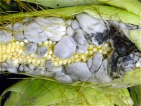 Corn Fungus, Latin America